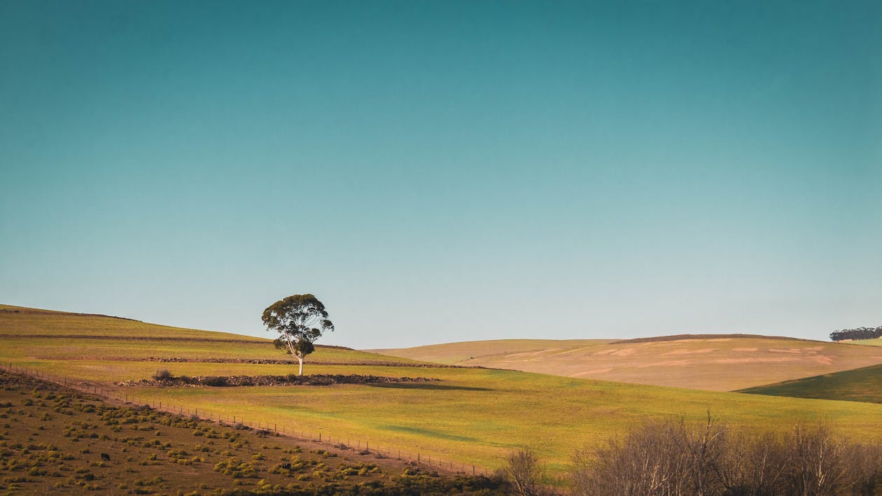 Tree Clearing on Rural Land