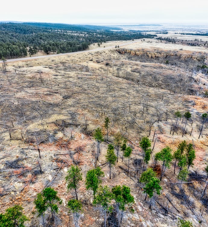 Tree Cleared by a Bulldozer