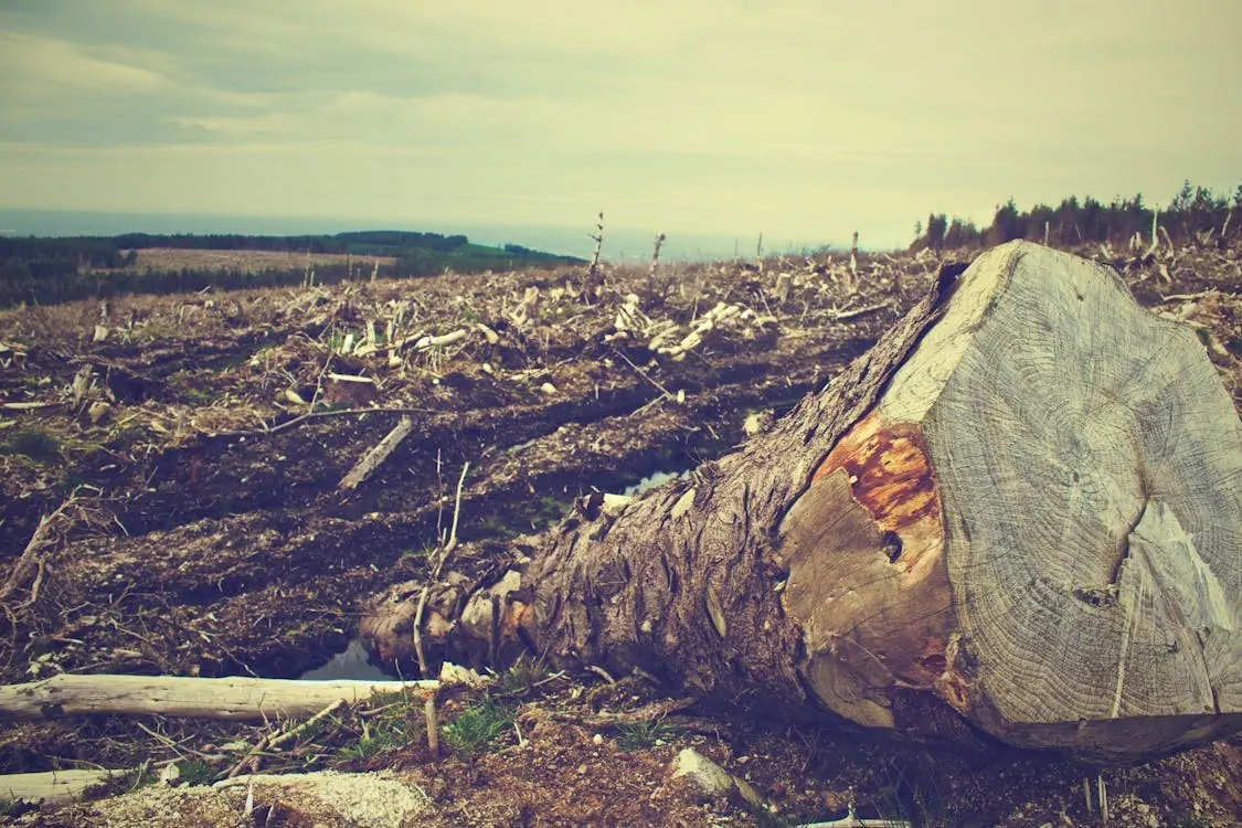 how to clear tree using an excavator