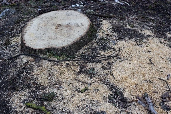 excavator for clearing trees